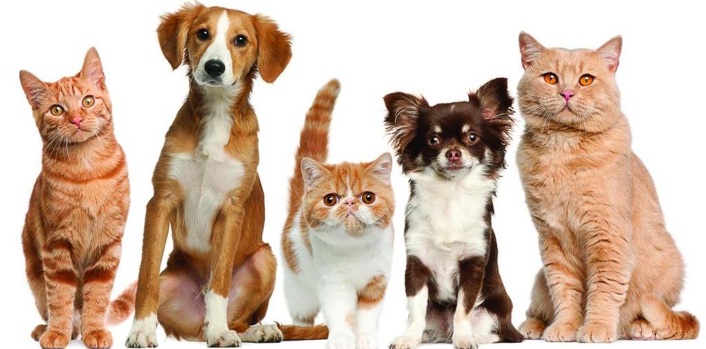 Доска объявлений о животных | ЗооТом - продажа, вязка и услуги для животных в Урае