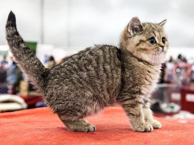 Породы кошек в Урае | ЗооТом портал о животных