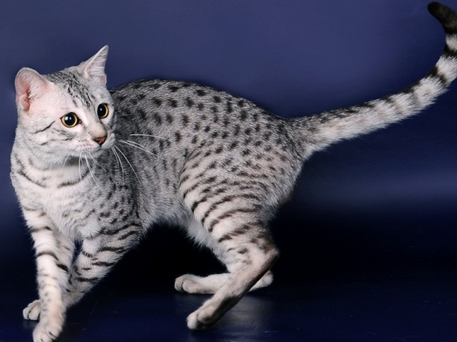 Породы кошек в Урае | ЗооТом портал о животных