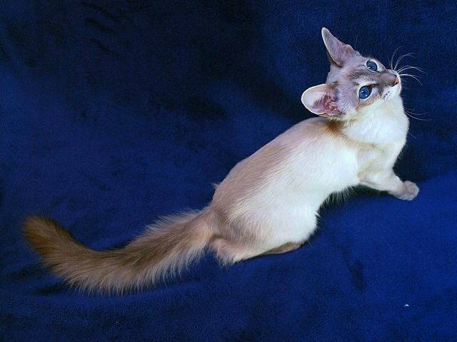 Выведенные породы кошек в Урае | ЗооТом портал о животных