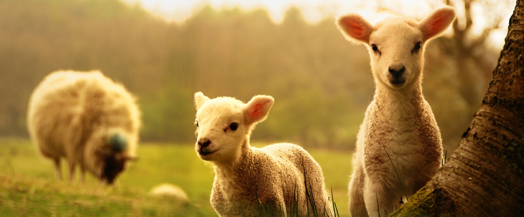 Объявления о сельскохозяйственных животных | ЗооТом - продажа, вязка и услуги для животных в Урае