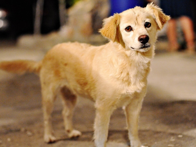 Породы собак в Урае | ЗооТом портал о животных
