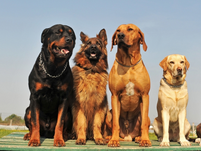 Крупные породы собак в Урае | ЗооТом портал о животных