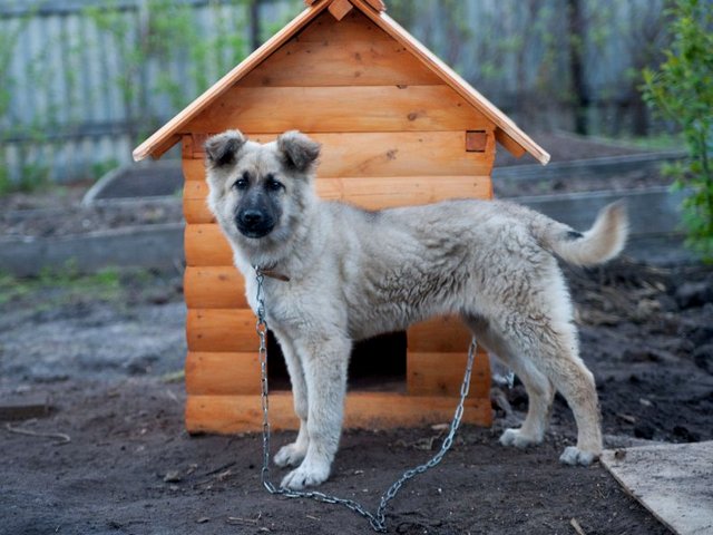 Все о собаках в Урае Все о собаках в Урае